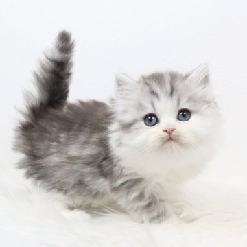 ミヌエット(長足)【愛知県・男の子・2025年11月5日・シルバータビーアンドホワイト（ロングヘア）】の写真「もっふもふ❣️」