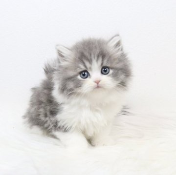 ミヌエット(長足)【愛知県・男の子・2025年11月5日・ブルータビーアンドホワイト（ロングヘア）】の写真「もっふもふ❣️」