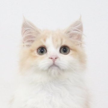 ミヌエット(長足)【愛知県・男の子・2025年5月23日・クリームタビーアンドホワイト】の写真「ふわふわまんまる！」