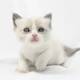ラグドール【愛知県・男の子・2024年11月23日・ブルーポイントバイカラー】の写真1