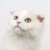 スコティッシュフォールド(折れ耳)