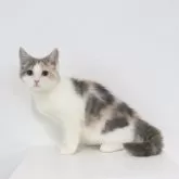 マンチカン(長足)