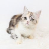 スコティッシュフォールド(立ち耳)