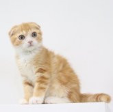 スコティッシュフォールド(折れ耳)