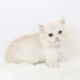 ミヌエット(短足)