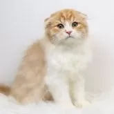 スコティッシュフォールド(折れ耳)