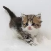 ミヌエット(長足)
