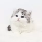 ミヌエット(短足)