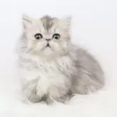 ミヌエット(短足)