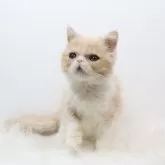 エキゾチックショートヘア