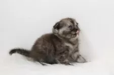 スコティッシュフォールド(折れ耳)【愛知県・女の子・2025年6月20日・ブラウントービー】の写真2