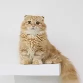 マンチカン(短足)【愛知県・男の子・2025年4月25日・レッドタビー】の写真2