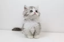 ミヌエット(短足)【愛知県・男の子・2025年5月23日・シルバータビーアンドホワイト】の写真2