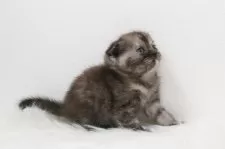 スコティッシュフォールド(折れ耳)【愛知県・女の子・2025年6月20日・ブラウントービー】の写真3