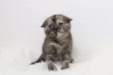 スコティッシュフォールド(折れ耳)【愛知県・女の子・2025年6月20日・ブラウントービー】の写真5