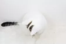 ミヌエット(長足)【愛知県・男の子・2025年2月28日・ブラウンタビーアンドホワイト】の写真5