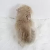 スコティッシュフォールド(折れ耳)【愛知県・男の子・2025年3月28日・レッドタビー】の写真6