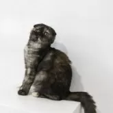 スコティッシュフォールド(折れ耳)【愛知県・女の子・2025年6月20日・ブラウントービー】の写真13