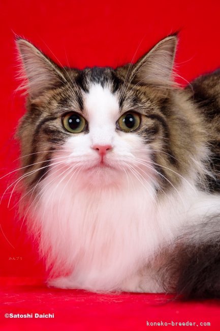 ノルウェージャンフォレストキャット【・女の子・2023年12月16日・ブラウンマッカレルタビー&amp;ホワイト】