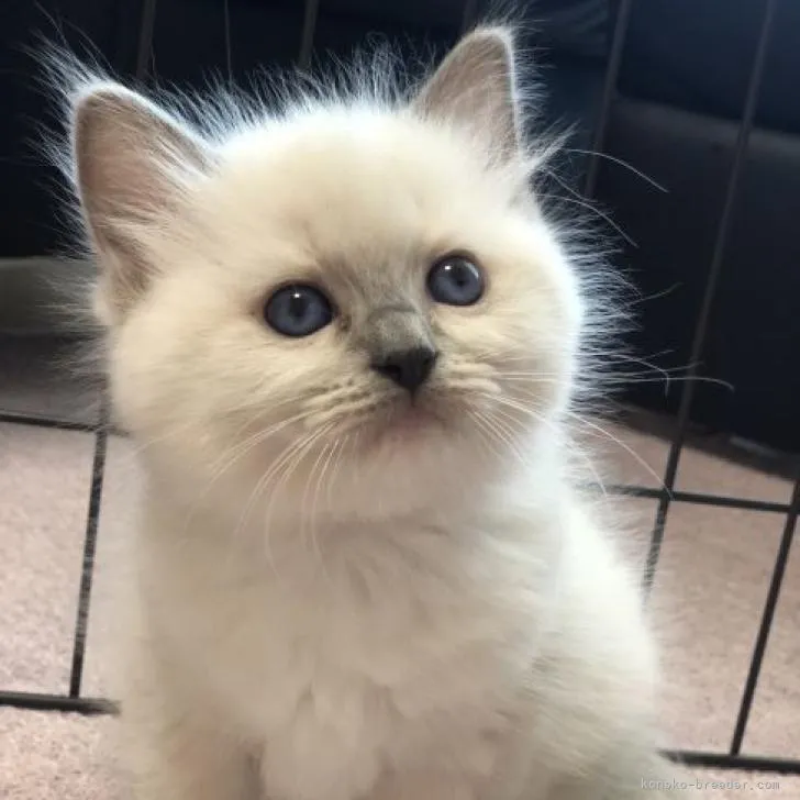 ID：2208-02831の子猫