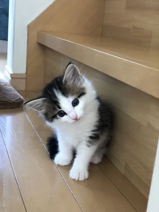 N.O 様のお迎えした子猫