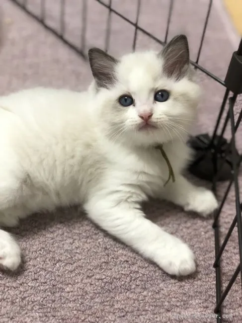 ID：2201-00586の子猫