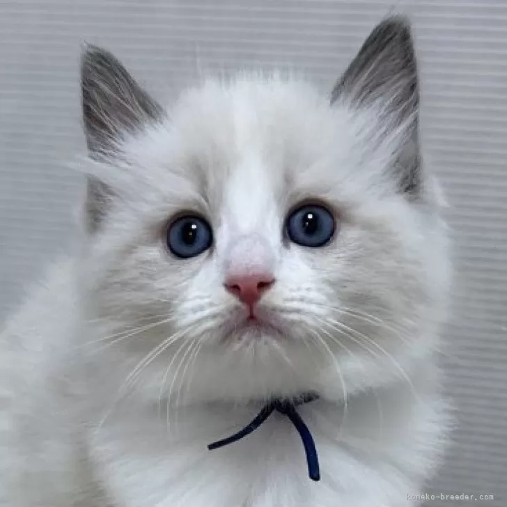 ID:2408-01042の子猫