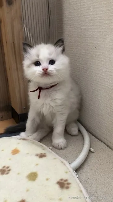 ID:2112-01493の子猫
