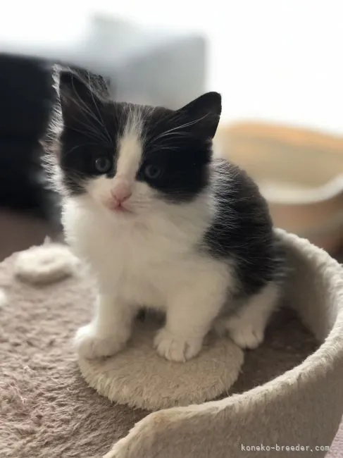 ID:2203-01500の子猫