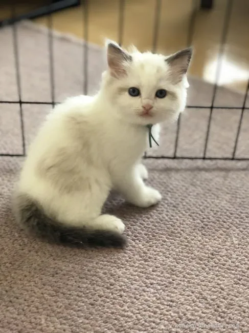 ID：2201-00588の子猫