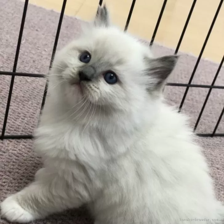 ID：2312-01794の子猫
