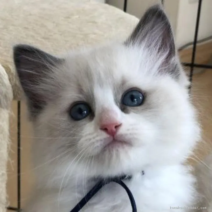 ID:2302-00874の子猫