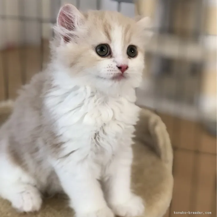 ID:2307-02554の子猫