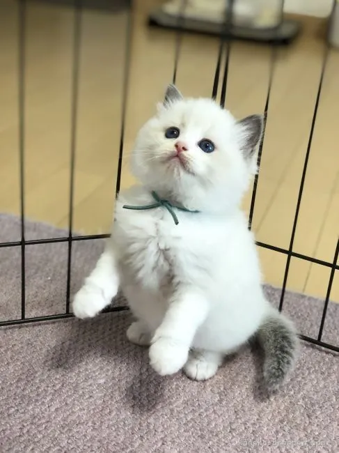 ID：2112-00391の子猫