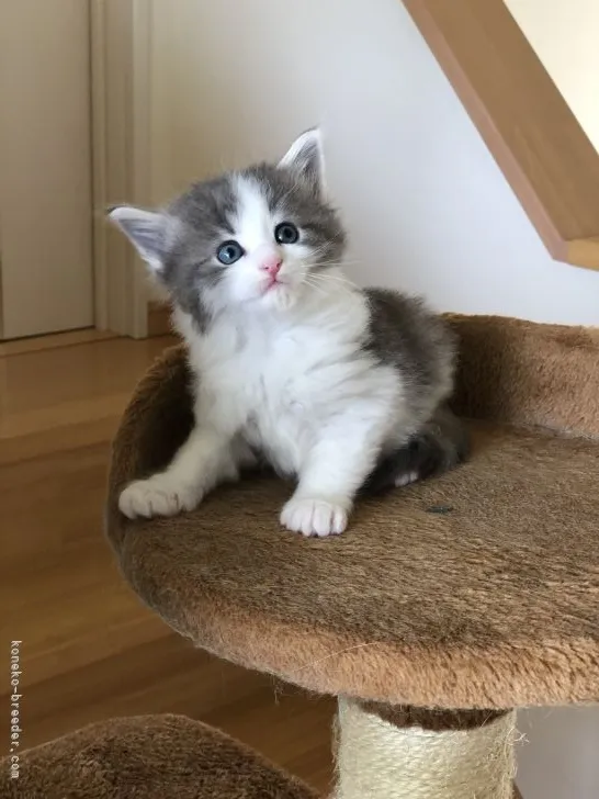 ID：2104-00841の子猫
