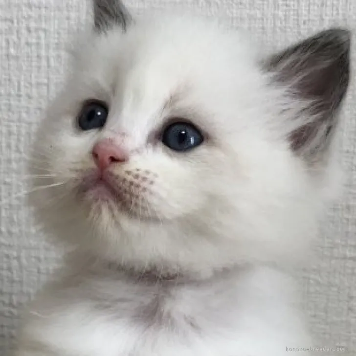 ID:2304-01013の子猫