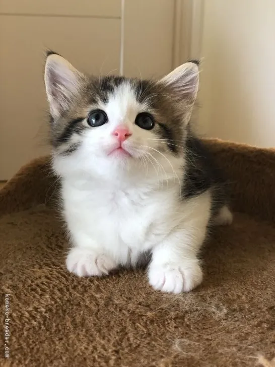 ID：2107-02251の子猫
