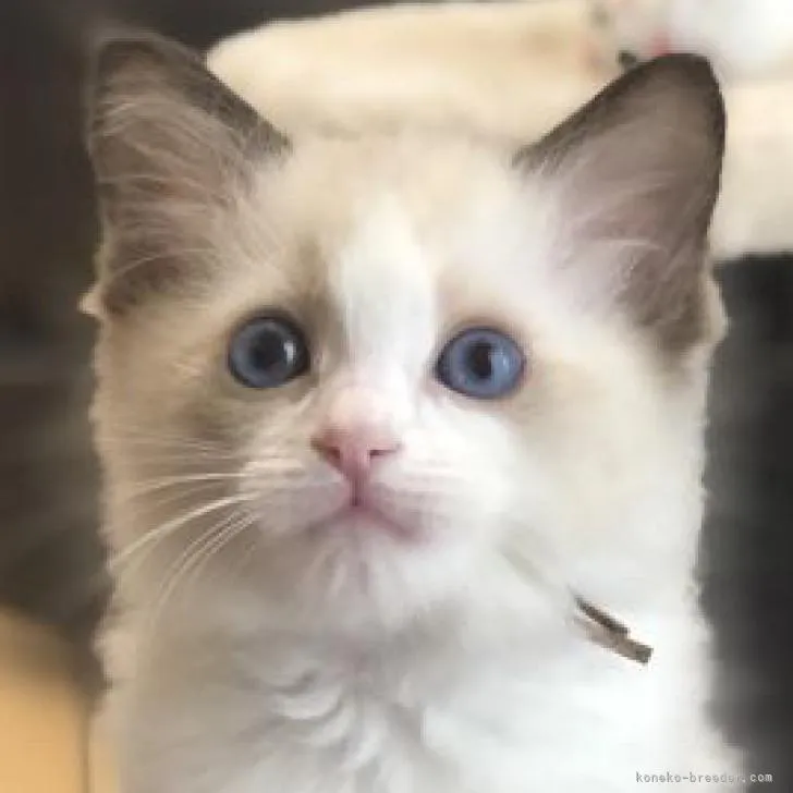 ID：2212-00326の子猫