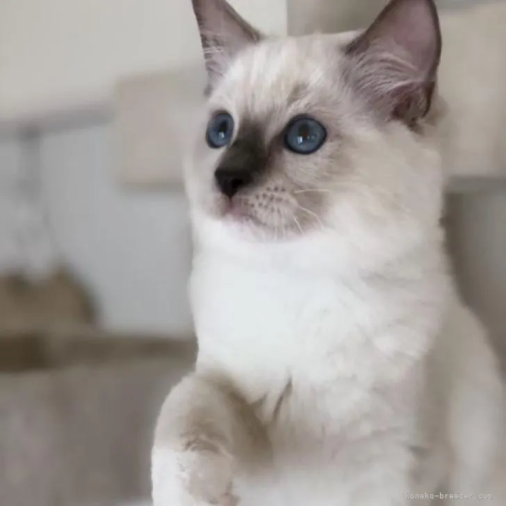 ID：2206-03059の子猫