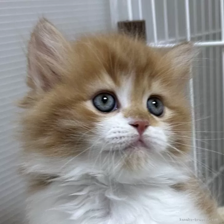 ID：2410-02261の子猫