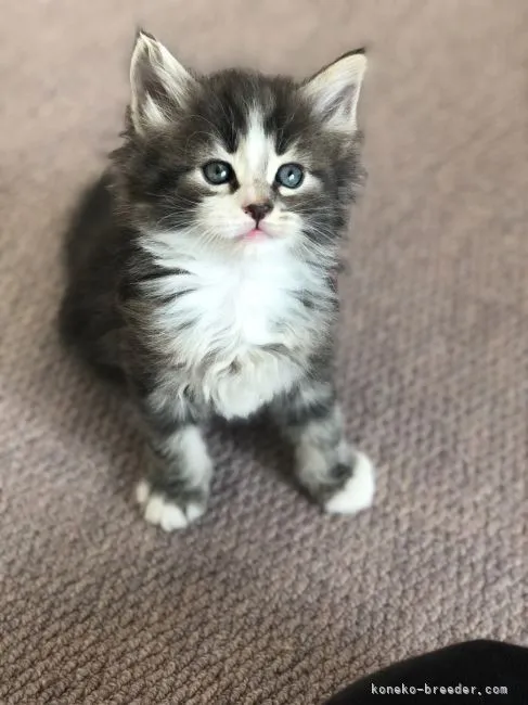 ID:2111-01209の子猫