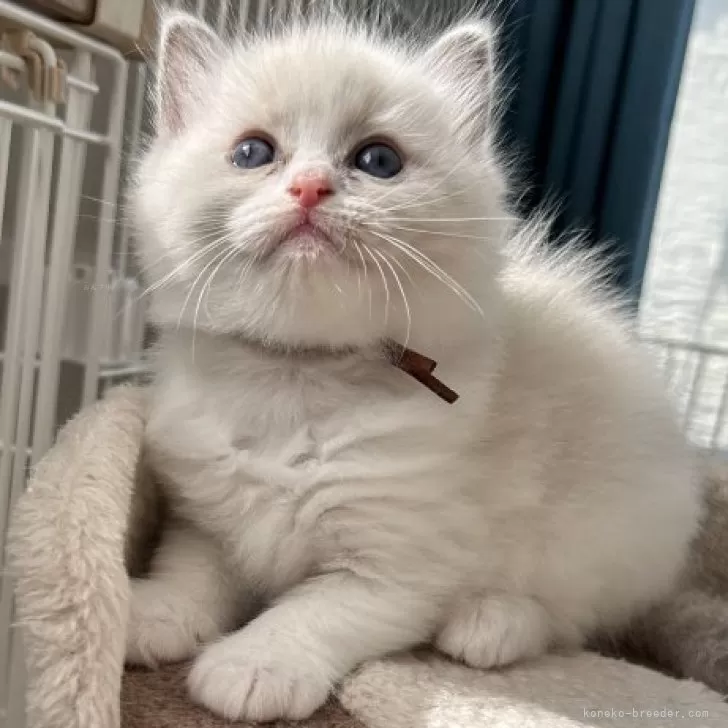 ID：2405-02266の子猫