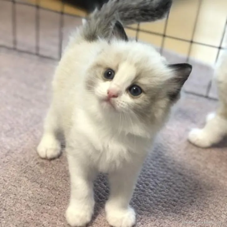 ID：2206-03080の子猫