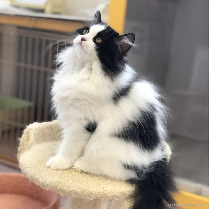 ID:2401-00750の子猫