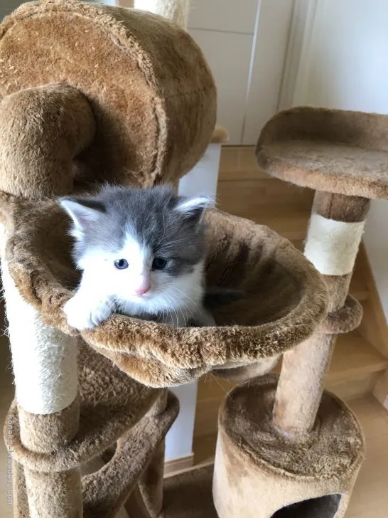 ID：2104-00845の子猫