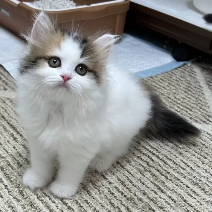 ID：2409-00929の子猫