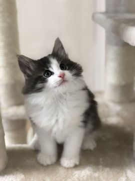 ノルウェージャンフォレストキャット【岡山県・男の子・2022年2月26日・ブルーマッカレルタビー&ホワイト】の写真「マイペースなイケメン君❗️」