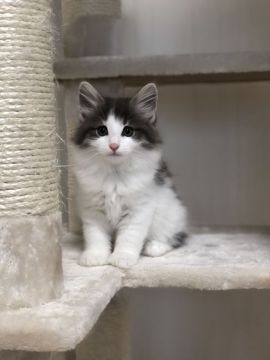 ノルウェージャンフォレストキャット【岡山県・女の子・2022年2月26日・ブルーマッカレルタビー&ホワイト】の写真「紅一点、女の子って感じな女の子💓」