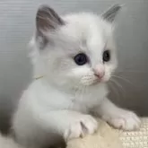 ラグドール【岡山県・女の子・2024年10月25日・ブルーポイント/バイカラー】の写真1