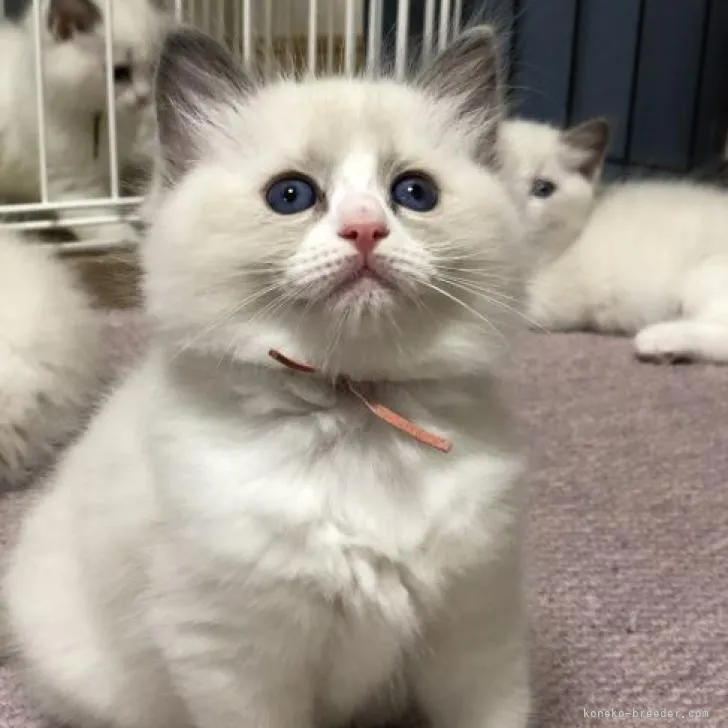 ID：2209-01738の子猫